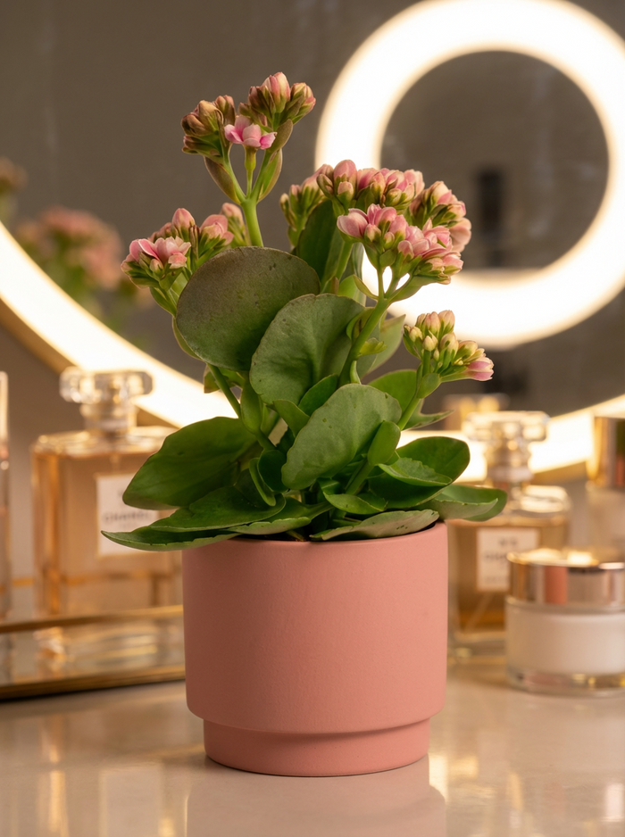 Kalanchoe Baby
