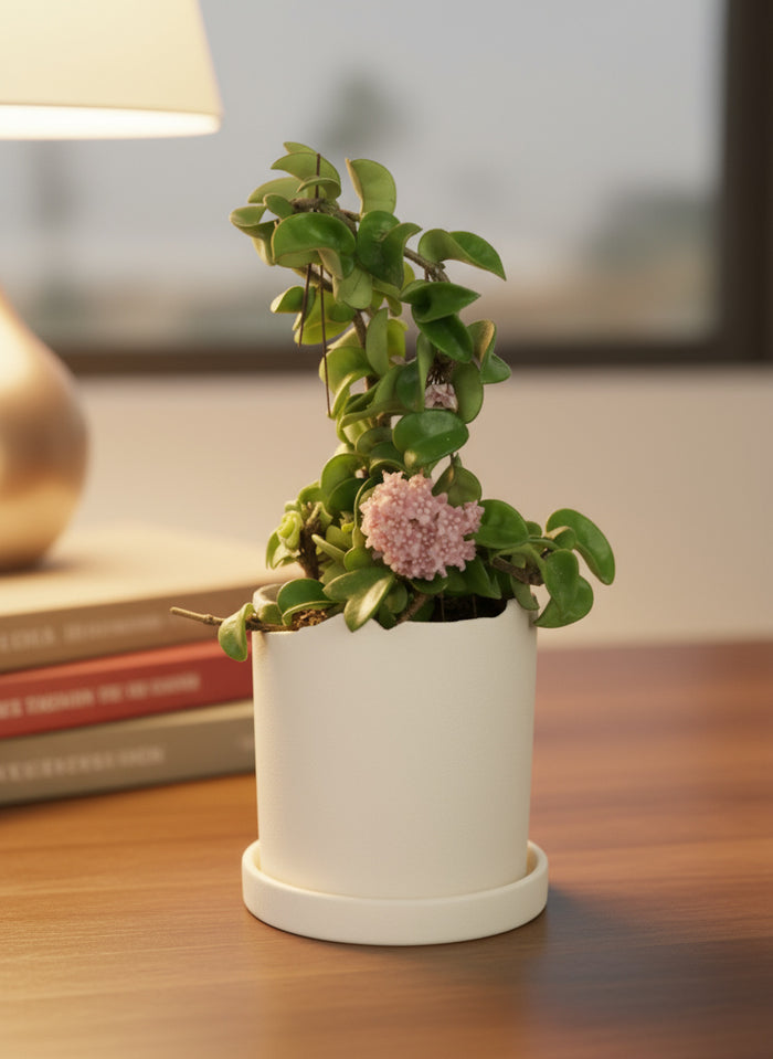 Hoya Curly - Small