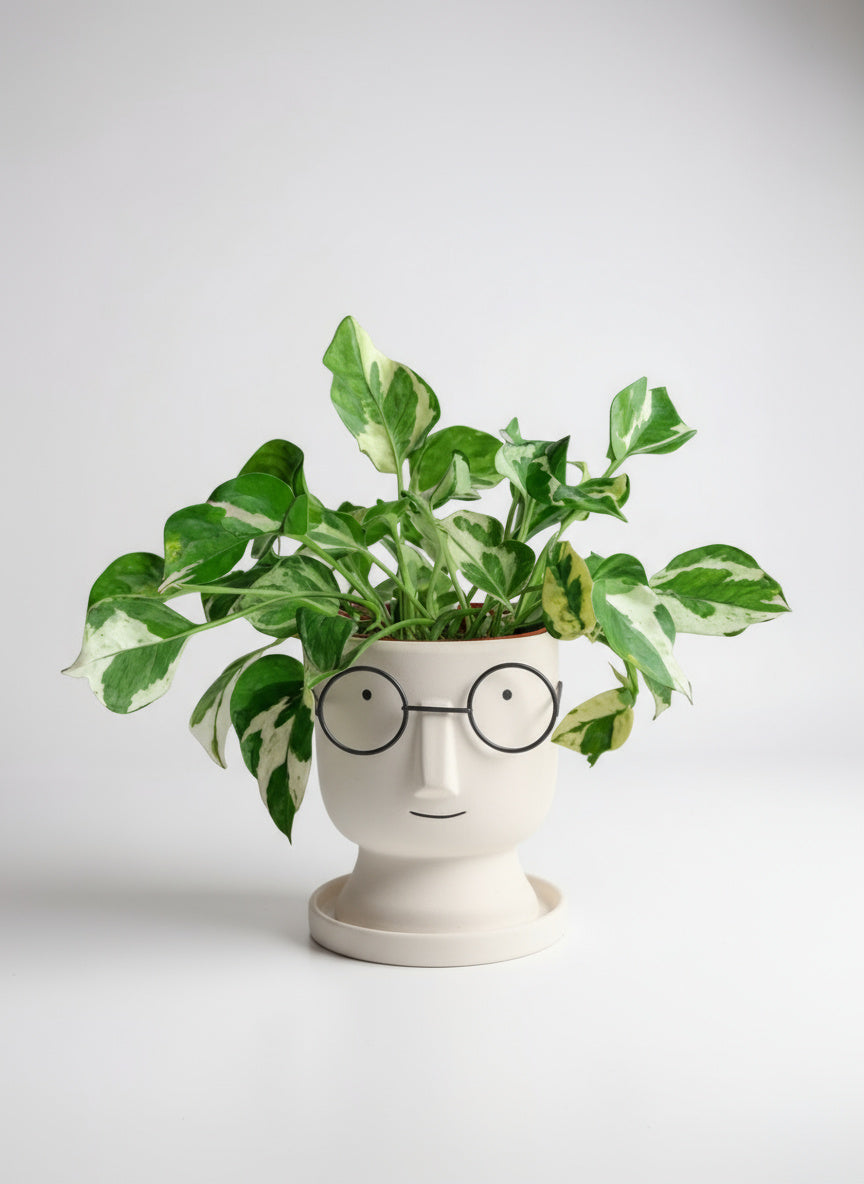 Pothos N'Joy