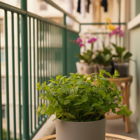 Assorted Mint Plant