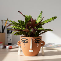 Calathea Lancifolia