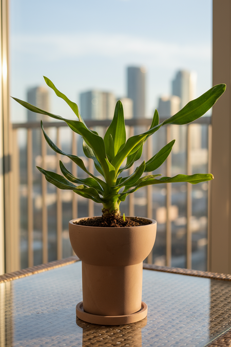 Crinum Superbum - Giant Spider Lily Bulb - Bulbs -  Tumbleweed Plants