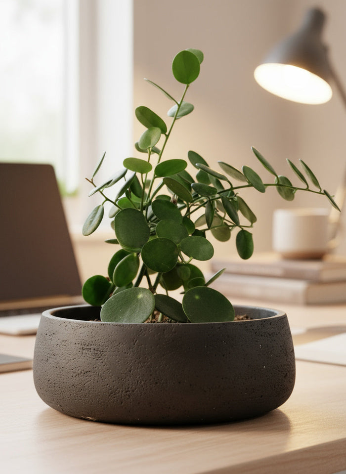 Silver Dollar Vine - Potted plant -  Tumbleweed Plants