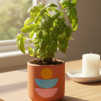 Sweet Basil Plant