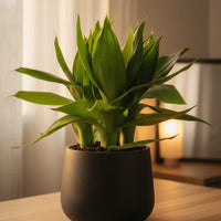 Dracaena Fortune Lotus Bamboo Plant