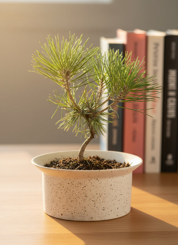 Tumbleweed Plants