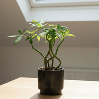 Money Tree Wavy