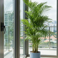 Areca Palm XL/XXL