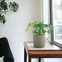 Adiantum Peruvianum