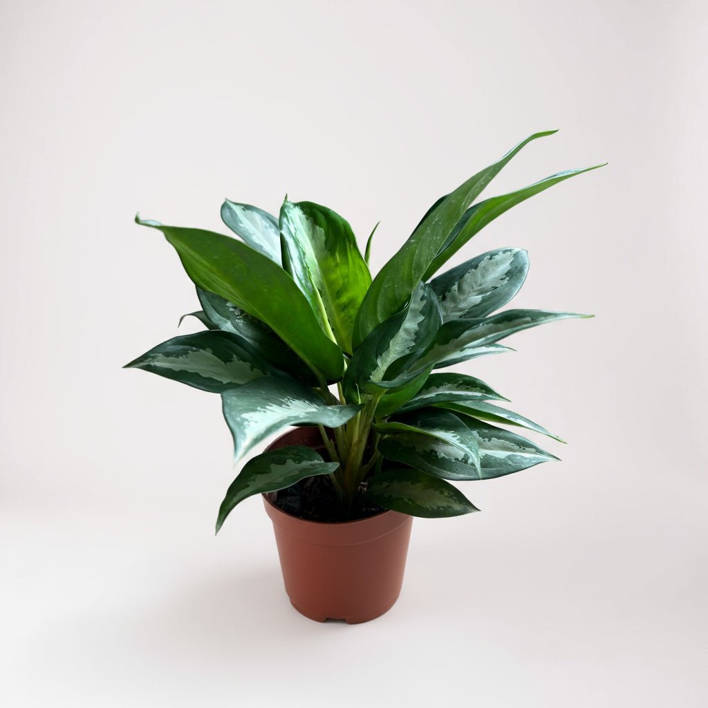 Grow Pot