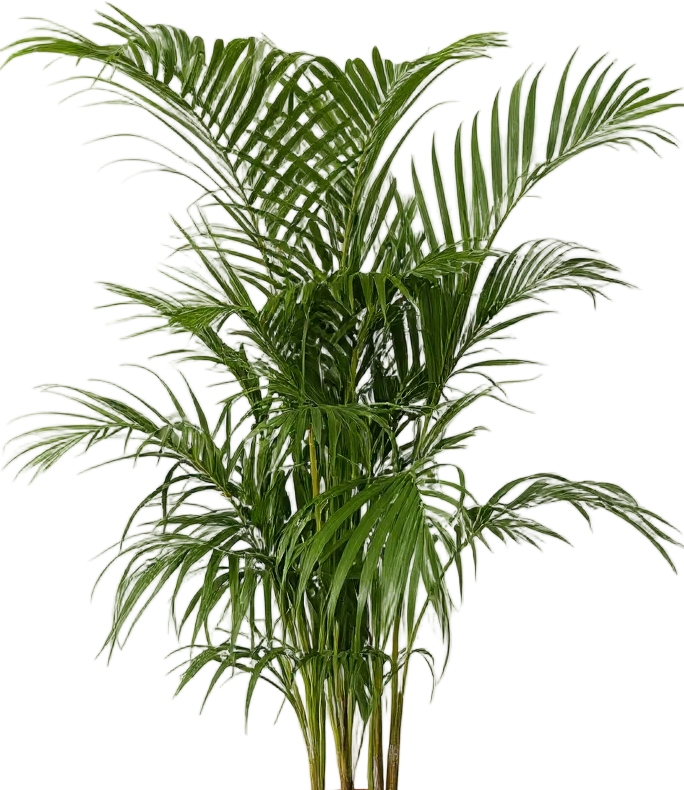 Areca Palm XL/XXL