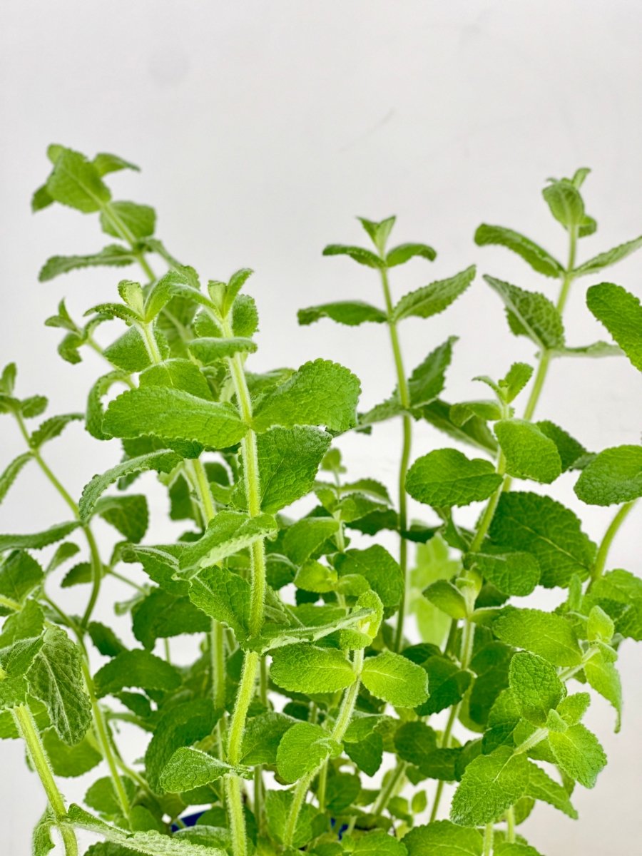 Assorted Mint Plant - grow pot - Potted plant - Tumbleweed Plants - Online Plant Delivery Singapore