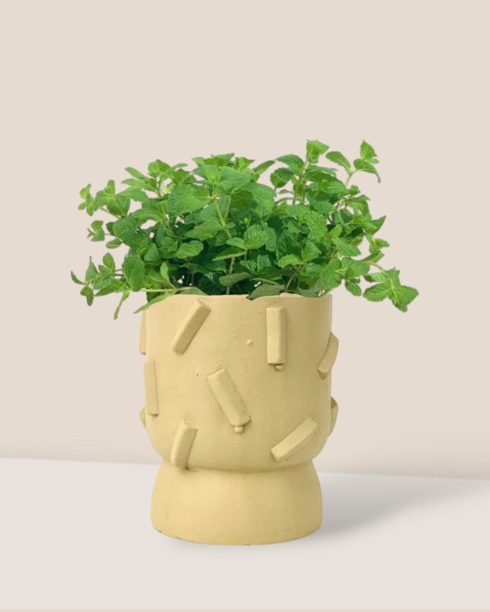 Assorted Mint Plant - grow pot - Potted plant - Tumbleweed Plants - Online Plant Delivery Singapore