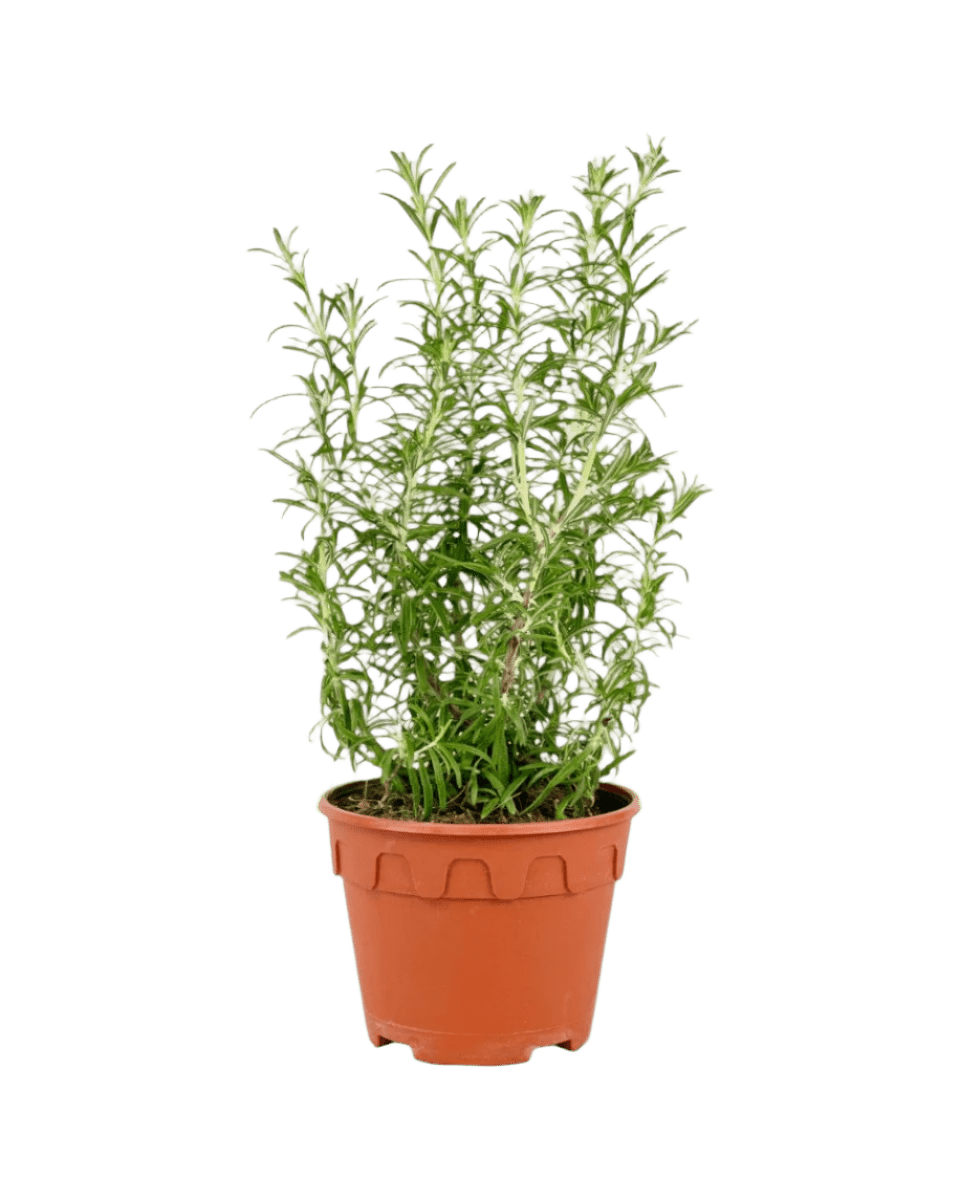 Assorted Rosemary - Potted plant - POTT - ASSO - GRW - 5326 - Tumbleweed Plants - Online Plant Delivery Singapore
