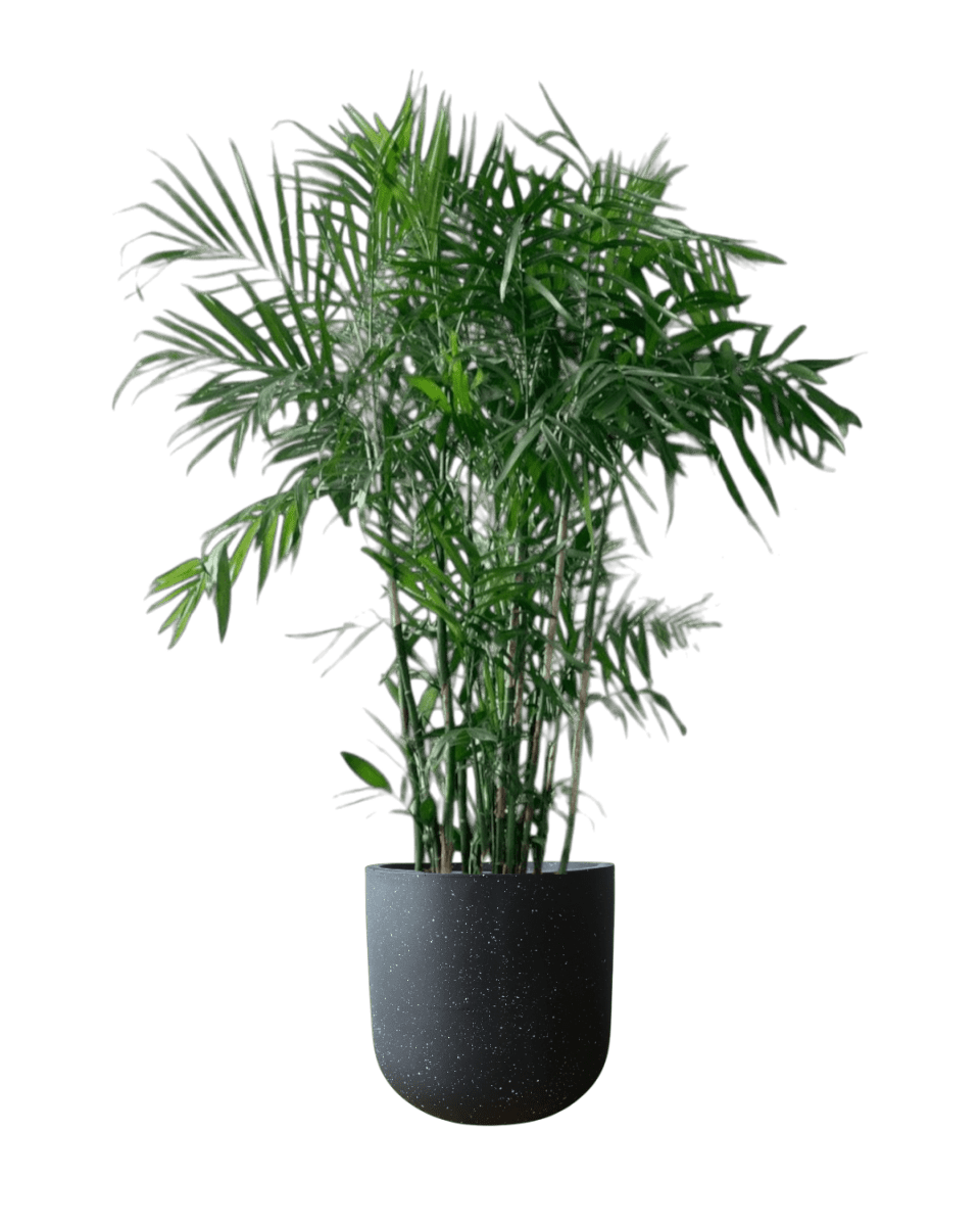 Bamboo Palm - Potted plant - POTT - BAMB - GRWNRP - 5064 - Tumbleweed Plants - Online Plant Delivery Singapore