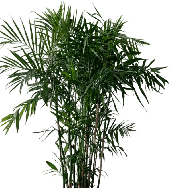 Bamboo Palm Plant