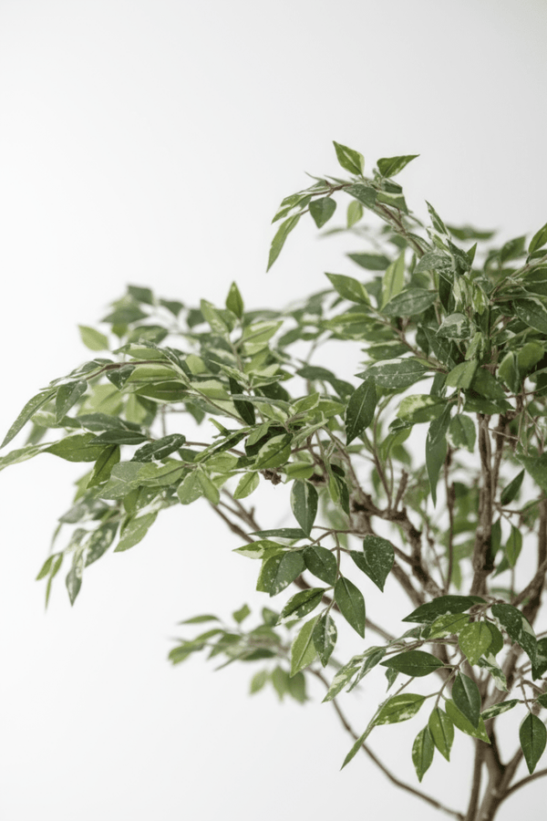 Tumbleweed Plants