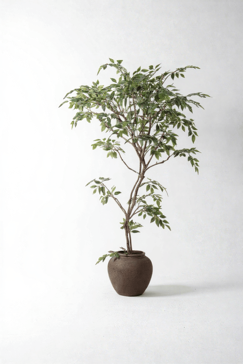 Banyan Tree - Real - Trunk Artificial - Potted plant - POTT - BANY - SWY - 7273 - Tumbleweed Plants - Online Plant Delivery Singapore