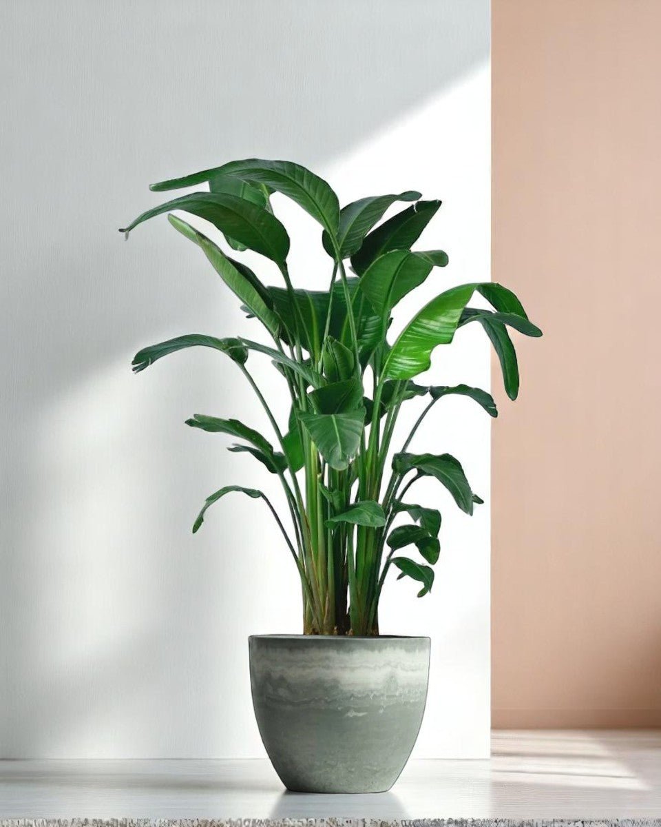 Bird of Paradise (1.1 - 1.6m) - Potted plant - POTT - BIRD - GRW - 1911 - Tumbleweed Plants - Online Plant Delivery Singapore