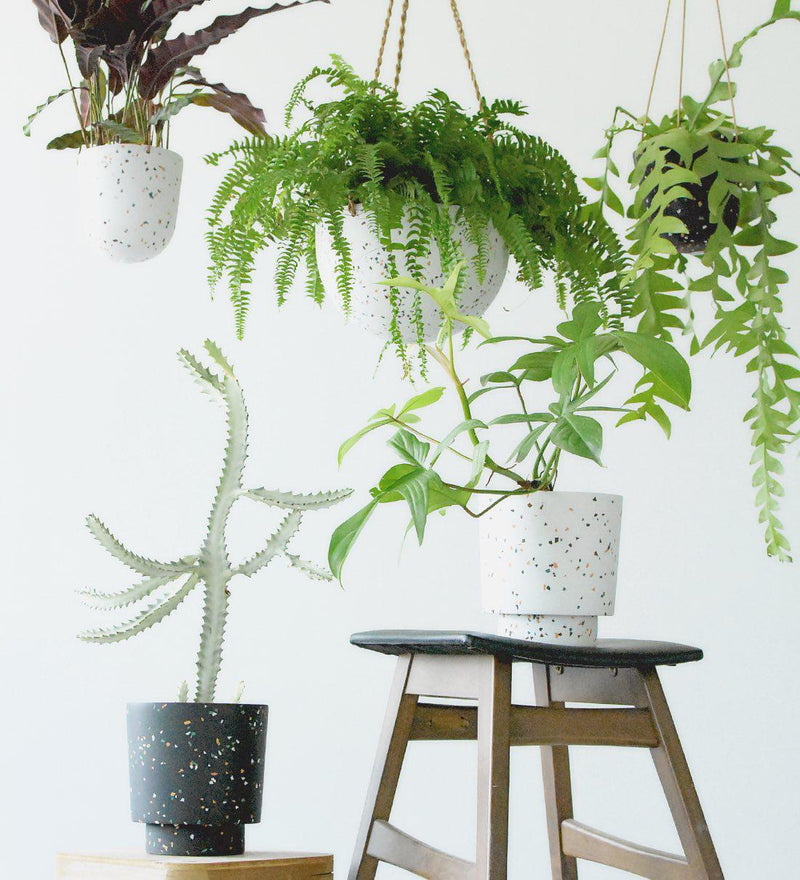 Tumbleweed Plants