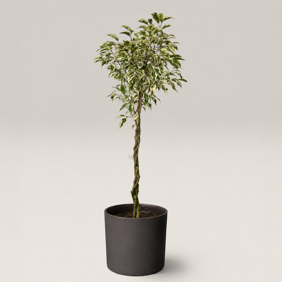 Ficus Benjamina Starlight Beauty Queen (Japan)
