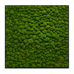 Frame - Preserved Plants: MOSS.
