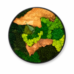 Orb Green - Preserved Plants: MOSS.