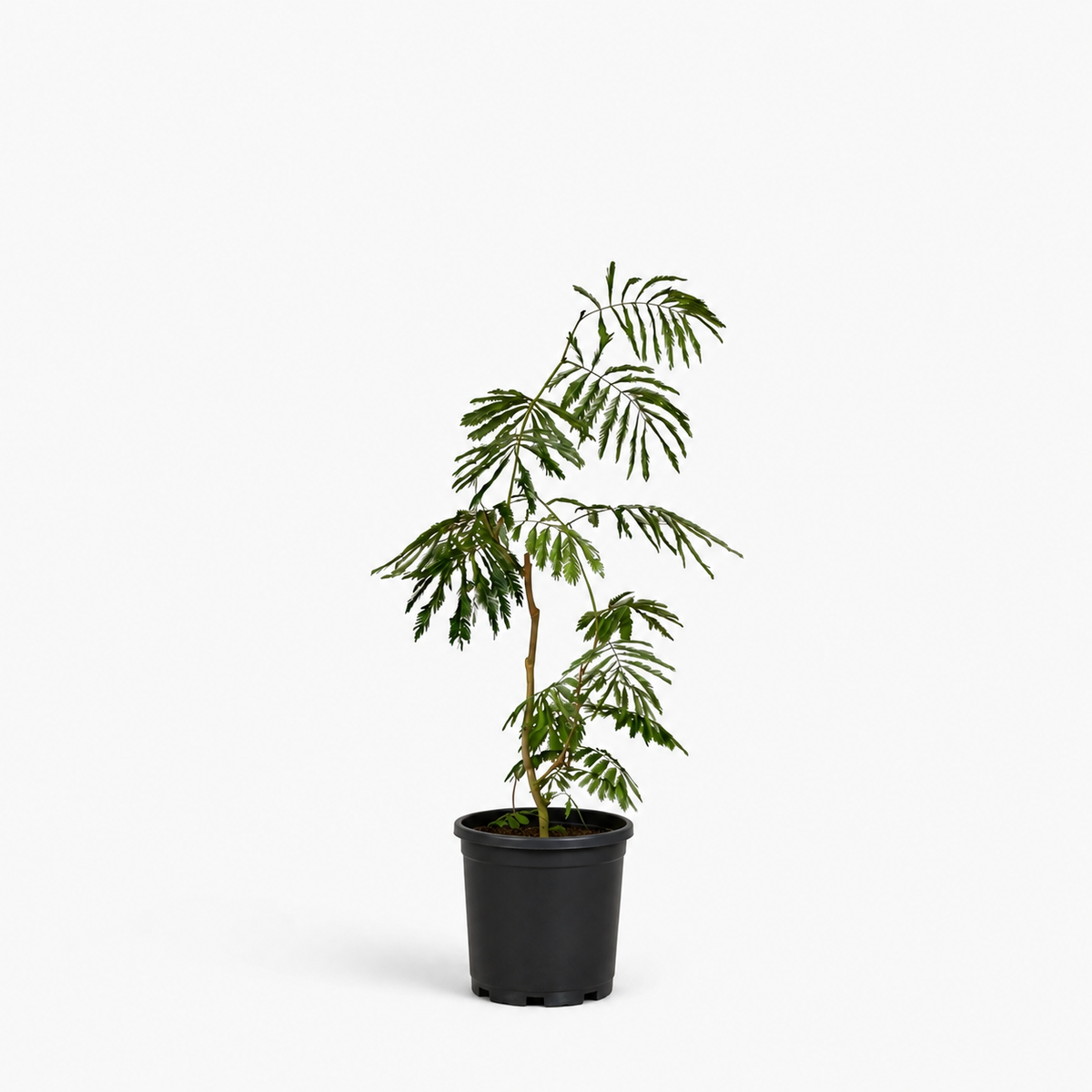 Everfresh Tree (Japan) Junior