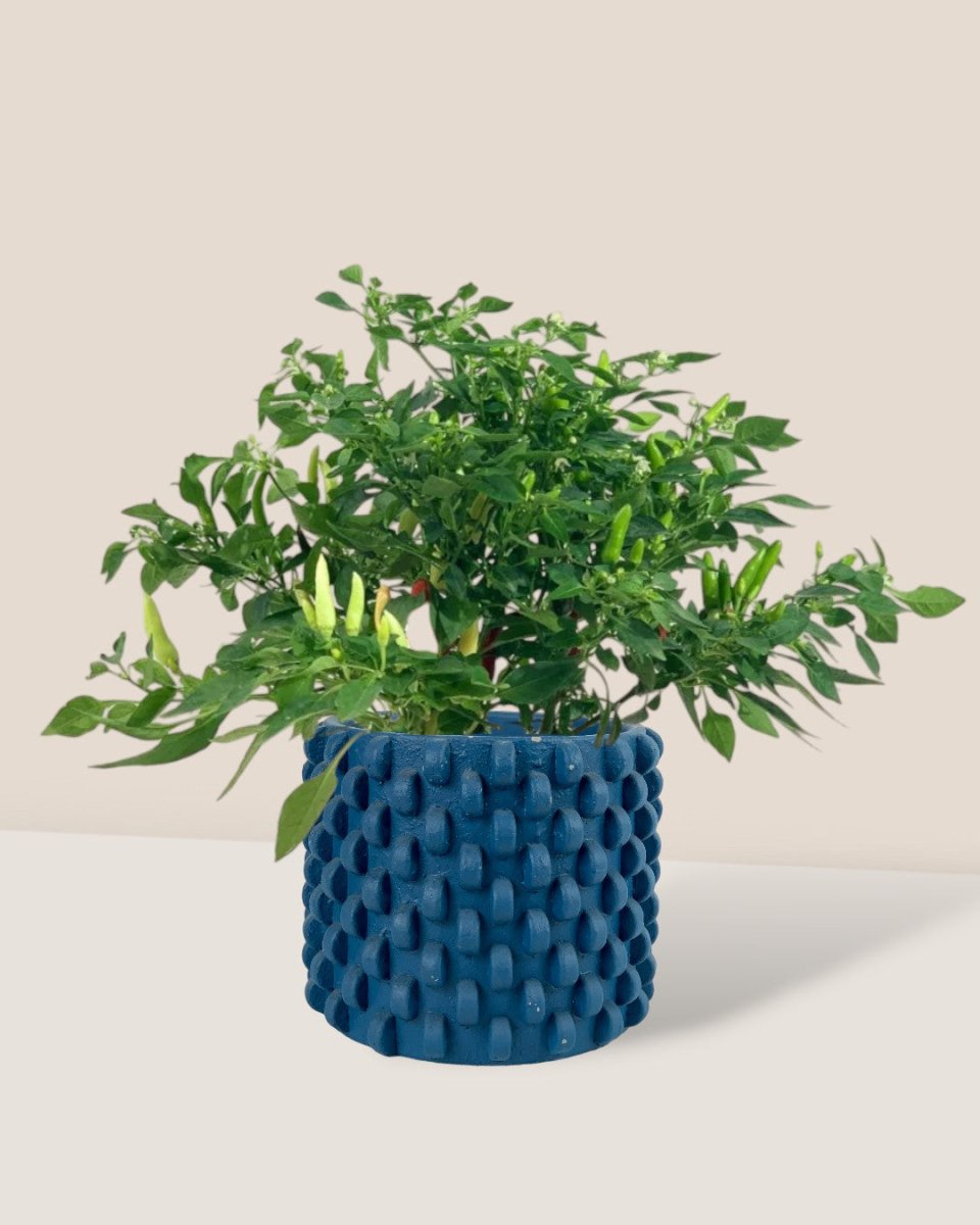 Chili Plant - grow pot - Potted plant - Tumbleweed Plants - Online Plant Delivery Singapore