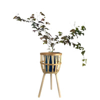 Christia Butterfly Plant Purple Tall