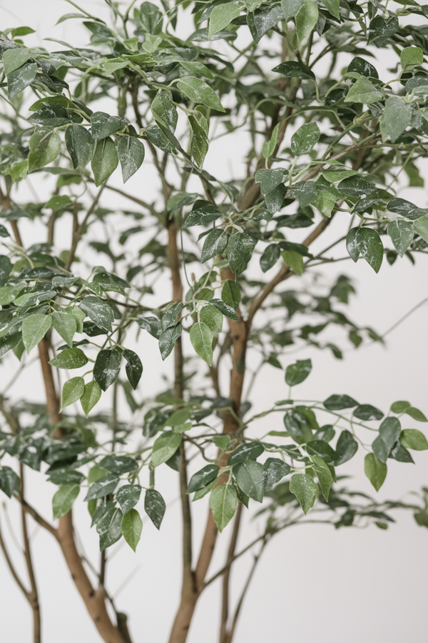 Tumbleweed Plants