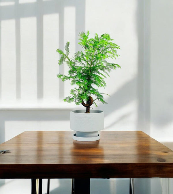 Tumbleweed Plants