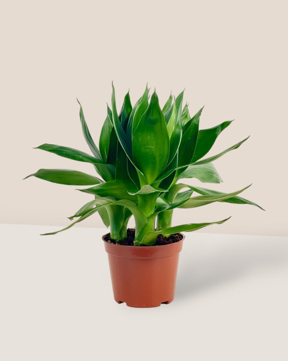 Fortune Lotus Bamboo Plant (0.2m) - grow pot - Potted plant - Tumbleweed Plants - Online Plant Delivery Singapore