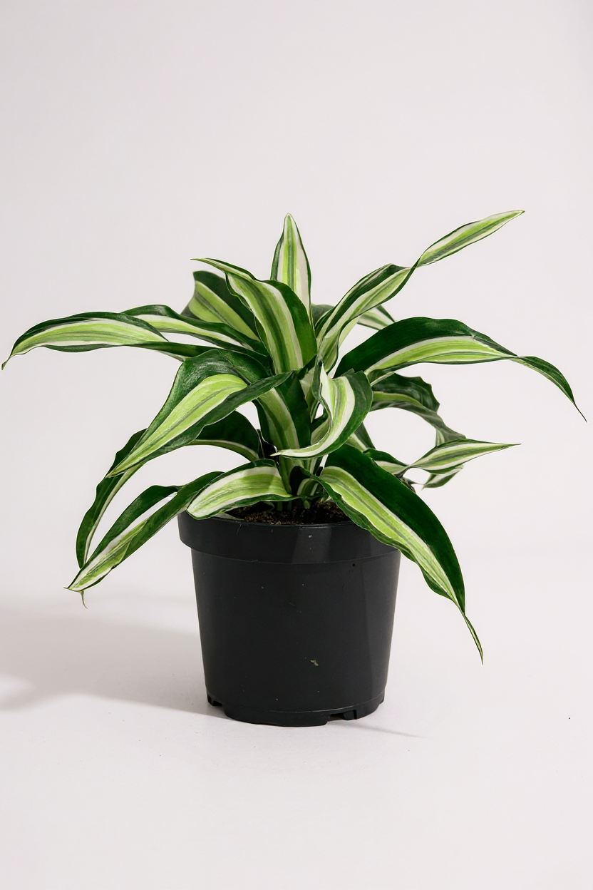 Dracaena Surprise - Potted plant -  Tumbleweed Plants