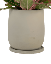 Dusty Grey Cement Planter with Tray - Small