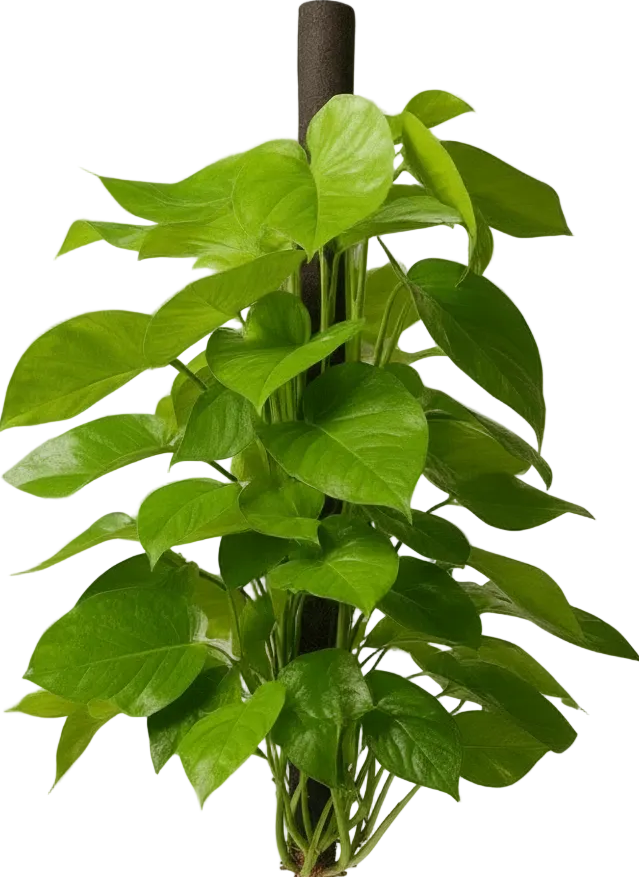 Epipremnum Money Plant - Tall