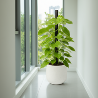 Epipremnum Money Plant - Standard