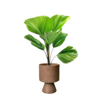 Licuala Grandis / Ruffled Fan Palm