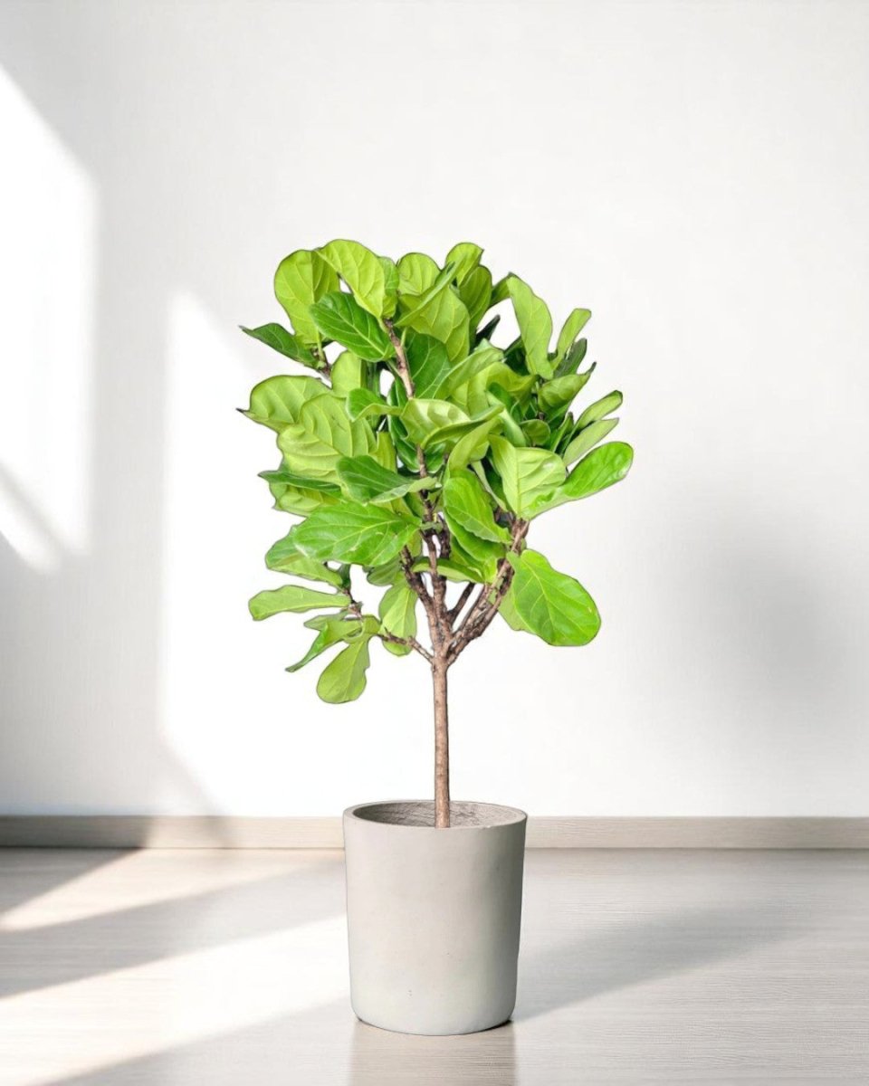Ficus Lyrata 'Fiddle - leaf Fig' - Potted plant - POTT - FIDD - GRW - 1919 - Tumbleweed Plants - Online Plant Delivery Singapore