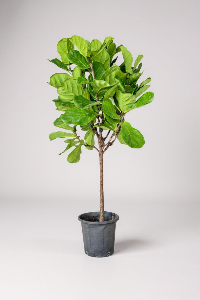 Ficus Lyrata 'Fiddle-leaf Fig' - Potted plant -  Tumbleweed Plants