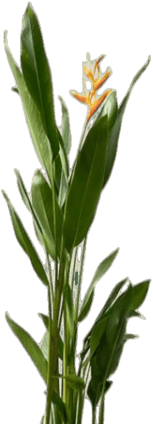 Heliconia (0.3m)