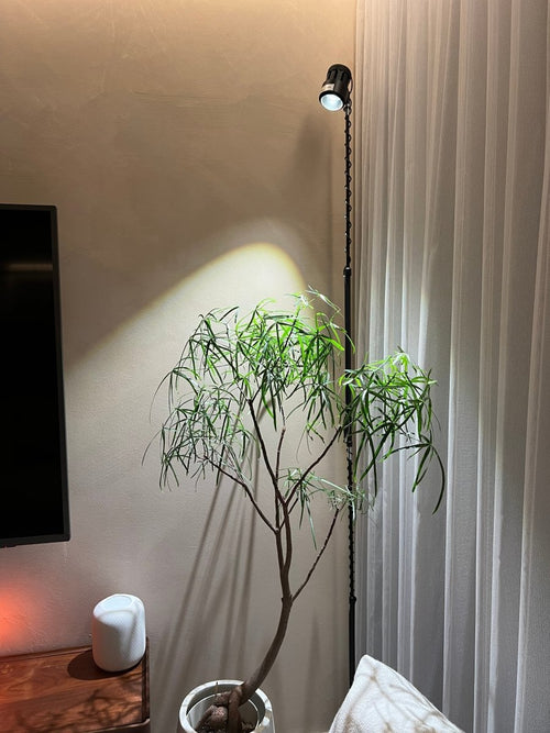 Tumbleweed Plants