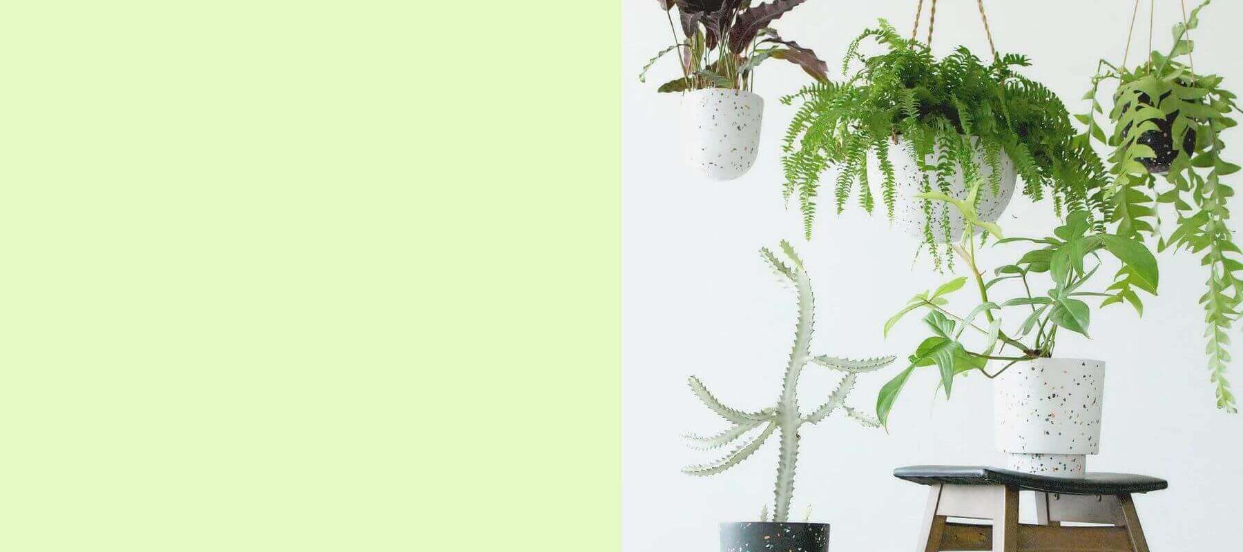 Tumbleweed Plants