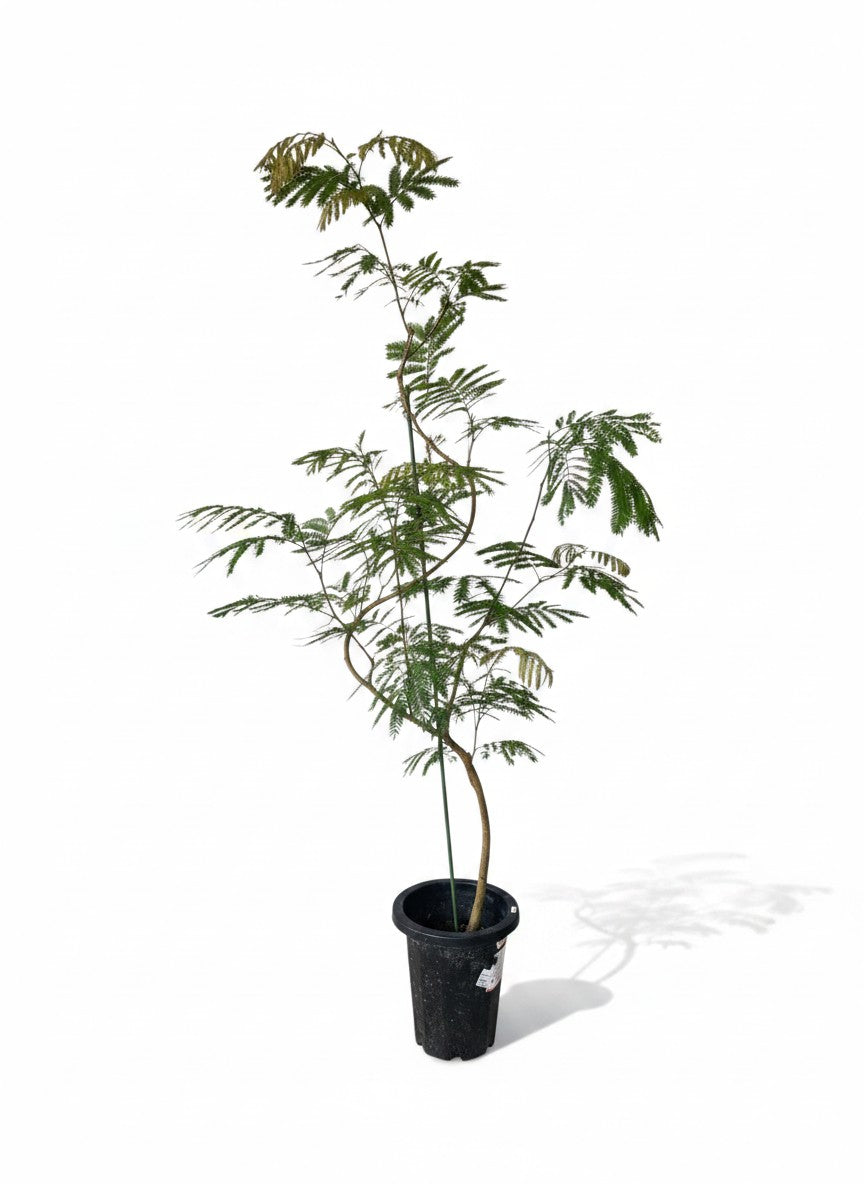 Grow Pot