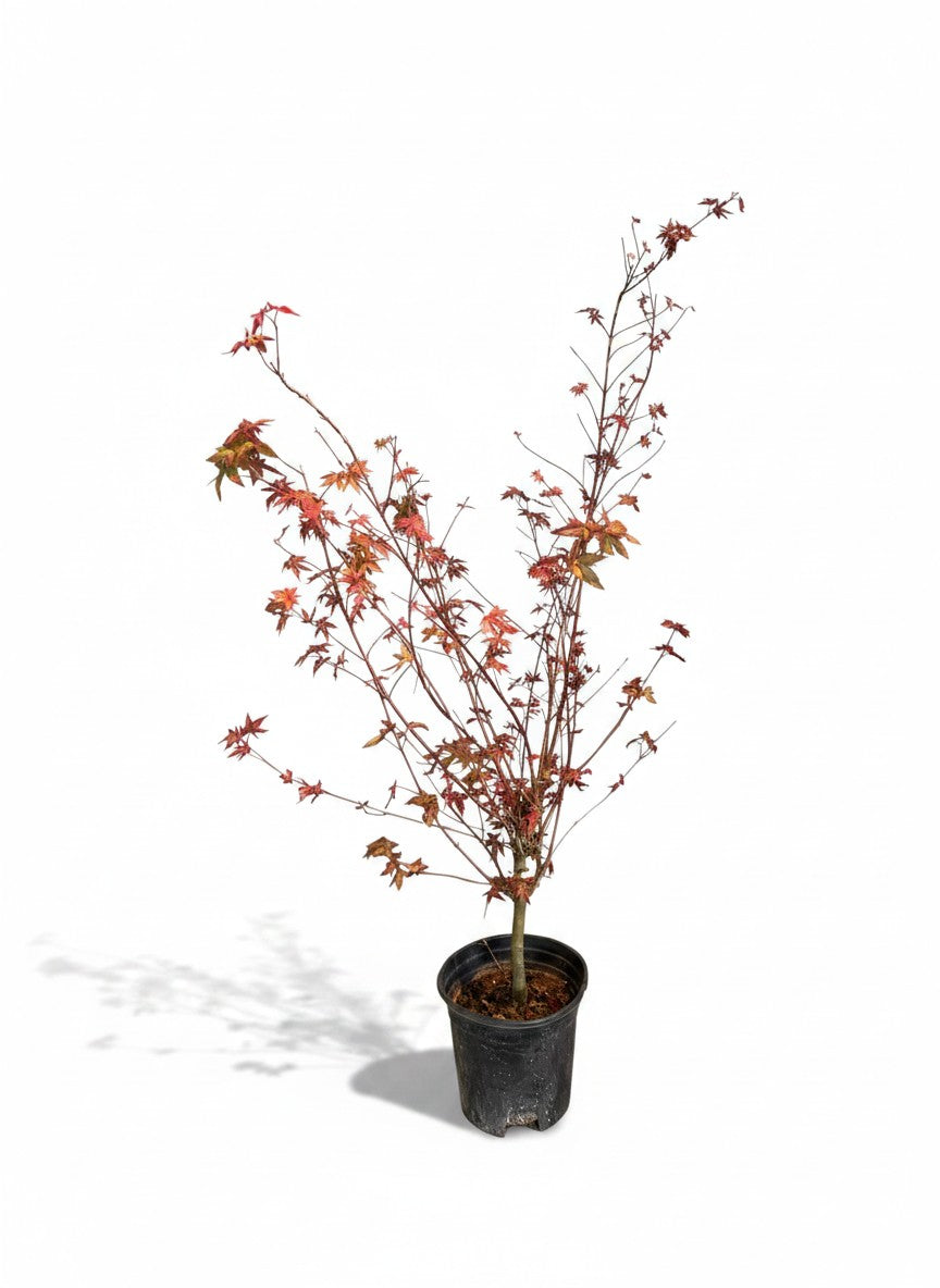 Maple Tree Bonsai (Acer Palmatum)