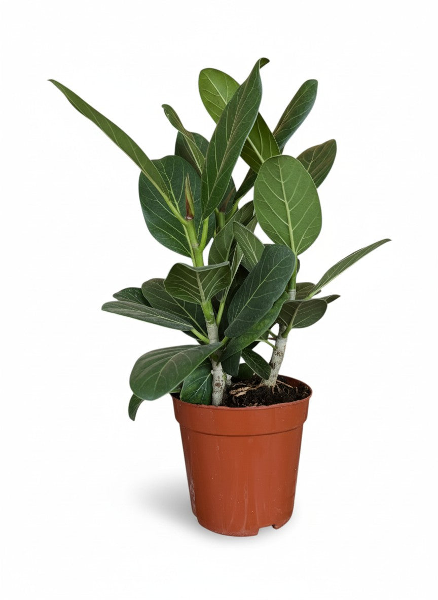 Ficus Benghalensis ‘Audrey’ – Baby Multi Stem