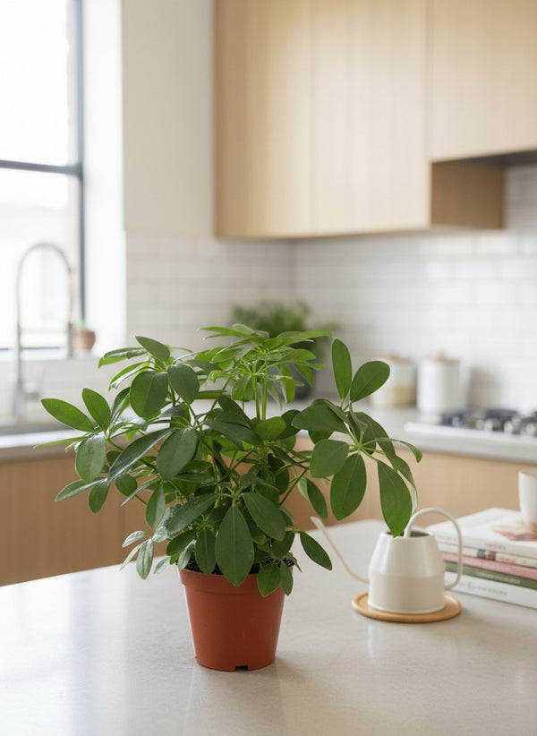 Dwarf Umbrella Tree Evergreen