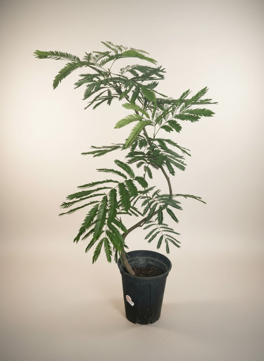 Grow Pot