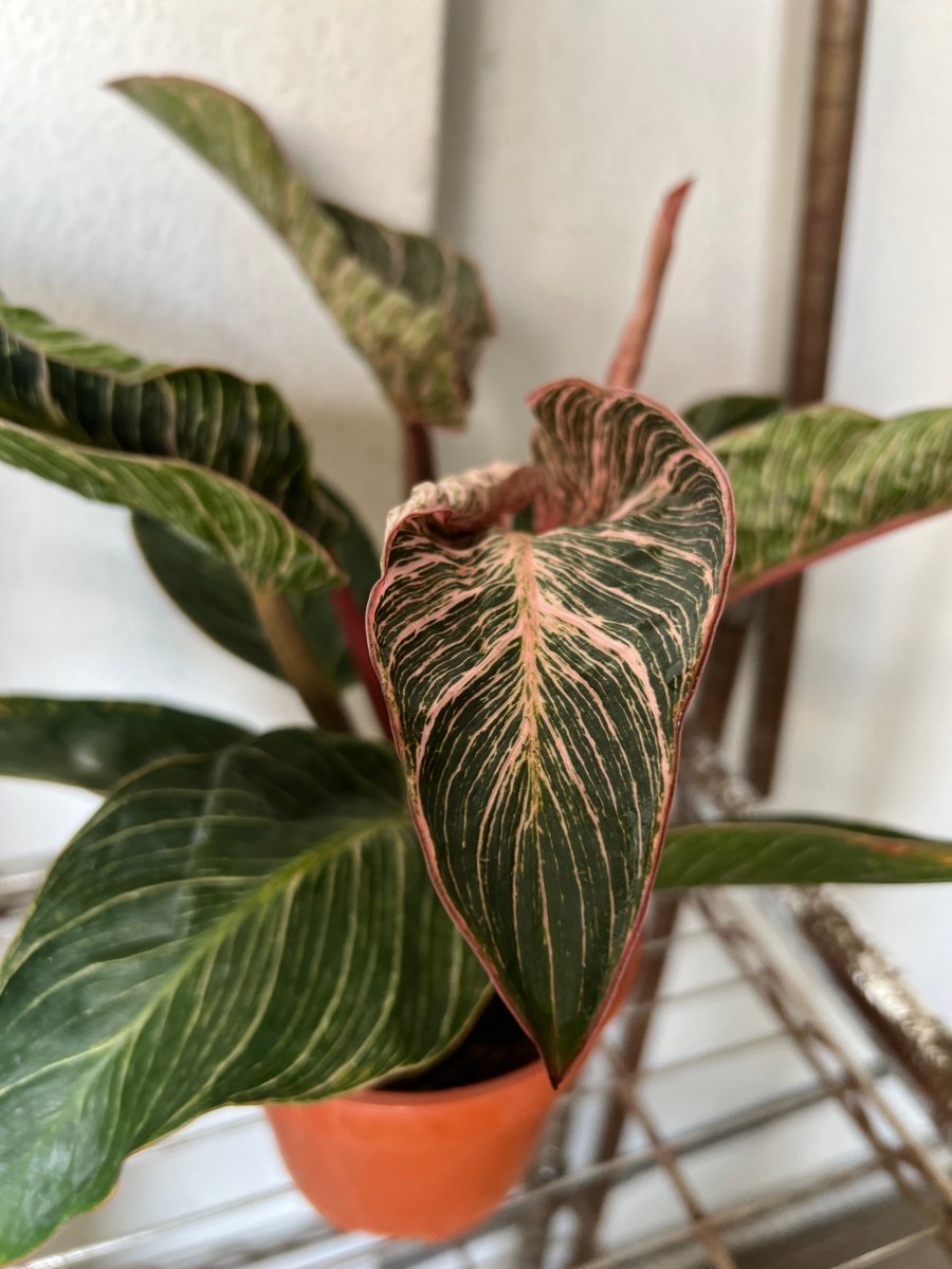 Philodendron Birkin - Pink - Potted plant - POTT - PHIL - GRW - 7468 - Tumbleweed Plants - Online Plant Delivery Singapore