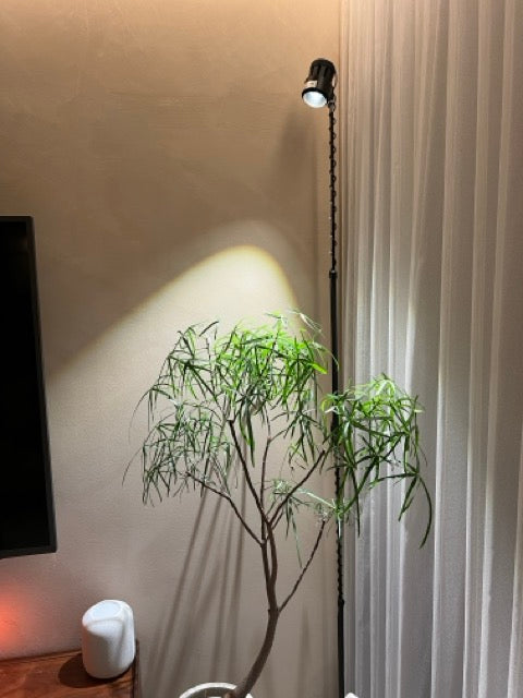 Tumbleweed Plants